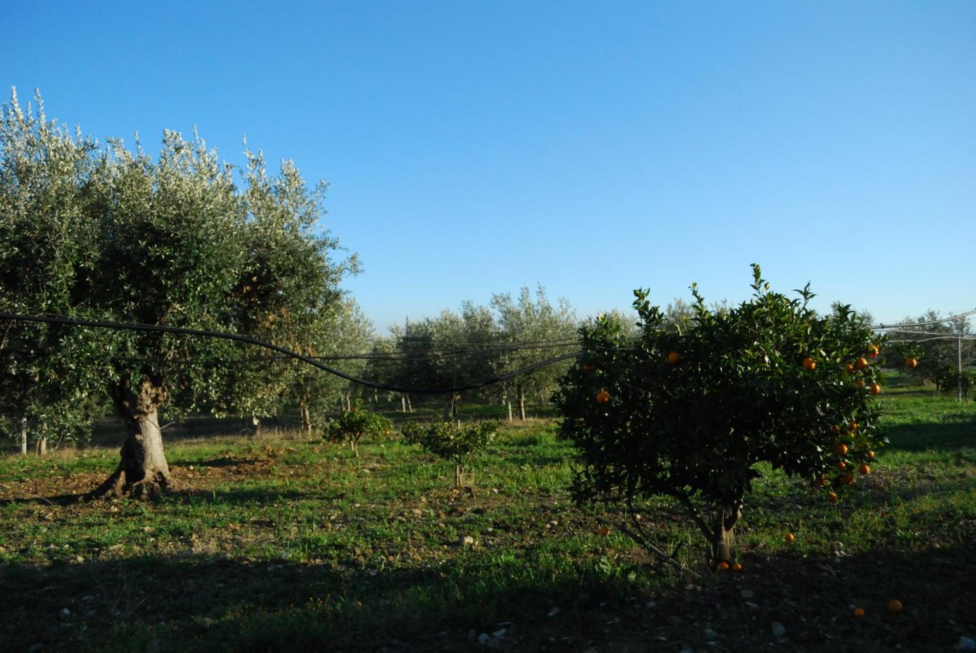 Agriturismo - B&B "La Funicolare" Francavilla Marittima Exterior photo